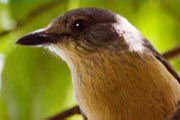 Bower's Shrike-thrush (Colluricincla boweri)